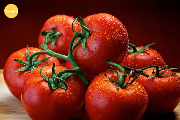 Lựa những quả cà chua căng mọng