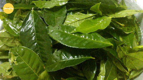 Lá trà xanh dùng để rim tôm
